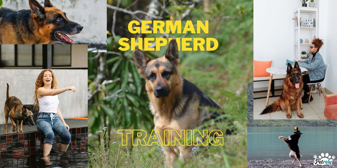 German Shepherd Guard Dog